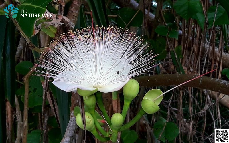 Sea Poison Tree